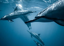 星空体育平台-AG先手开团但强度不够，DYG打出1换2